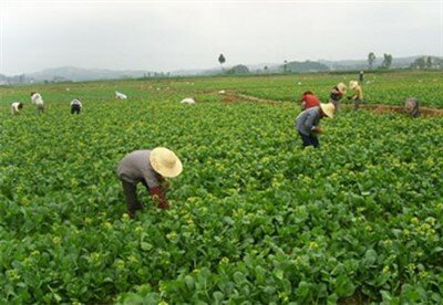 大型規(guī)模蔬菜種植基地